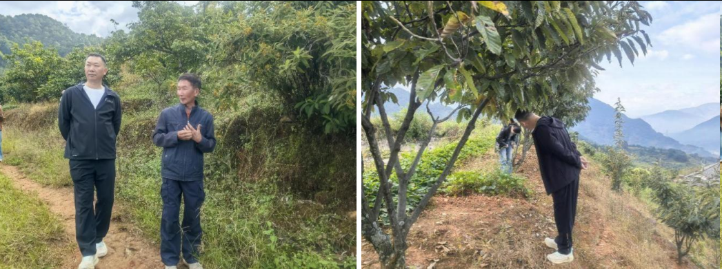 四川省移民工程建设监理有限公司2025年德昌果园安全生产专项检查